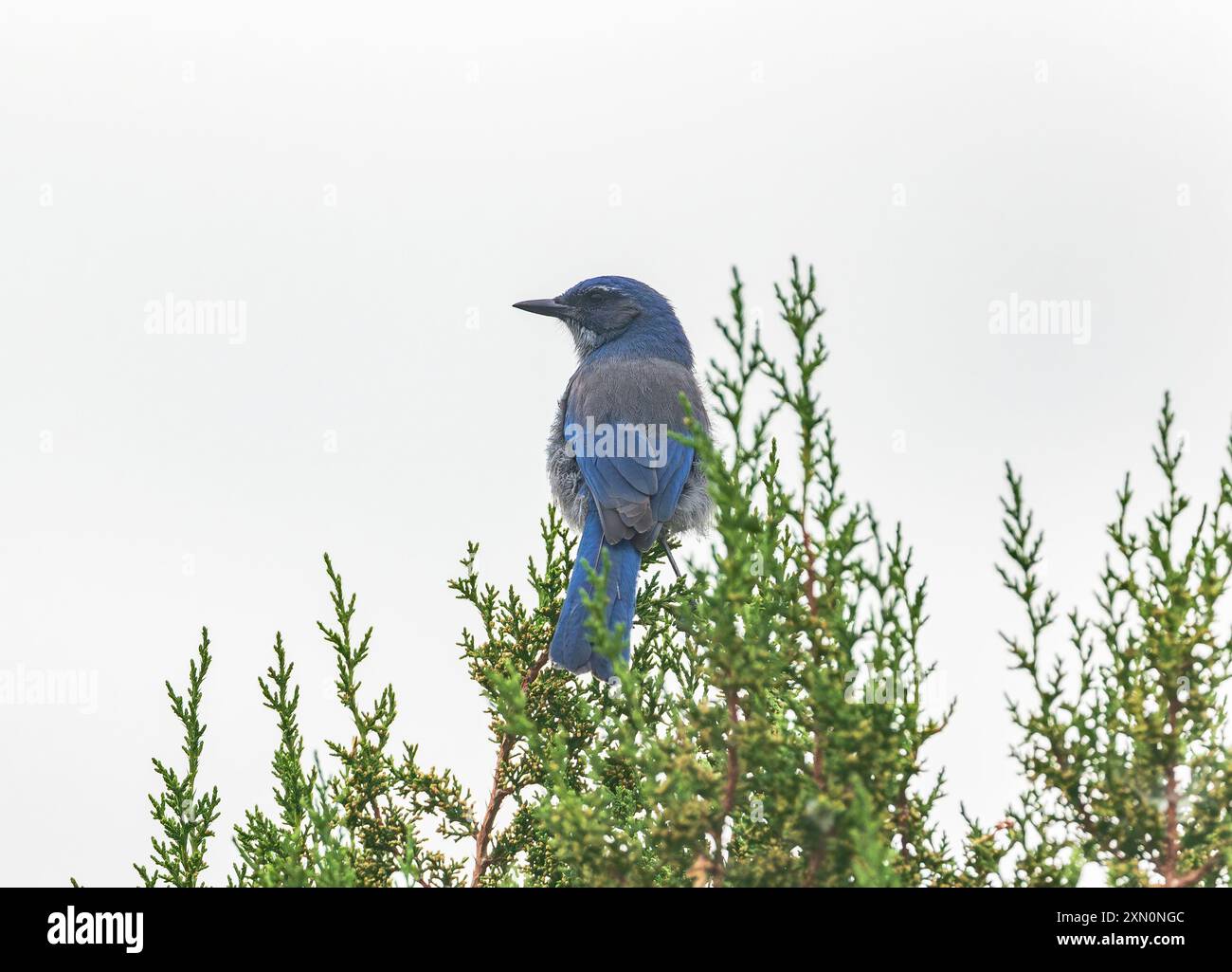 Un Woodhouse's Scrub-Jay si trova su un albero di ginepro nel suo habitat naturale, su uno sfondo di cielo bianco in Colorado. Foto Stock