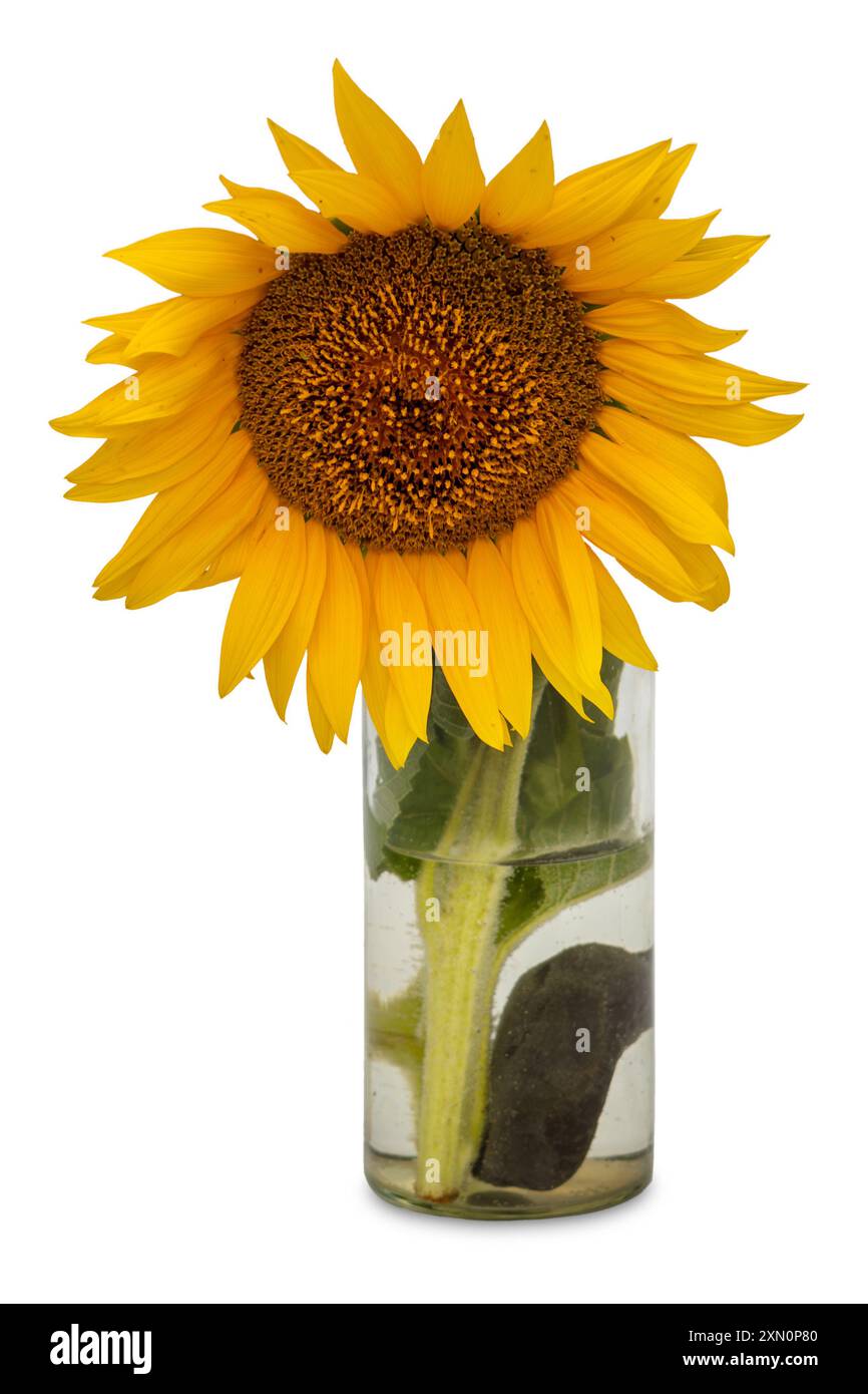 Tagliare il fiore di girasole in vaso di vetro con acqua, isolato su bianco con percorso di ritaglio incluso Foto Stock