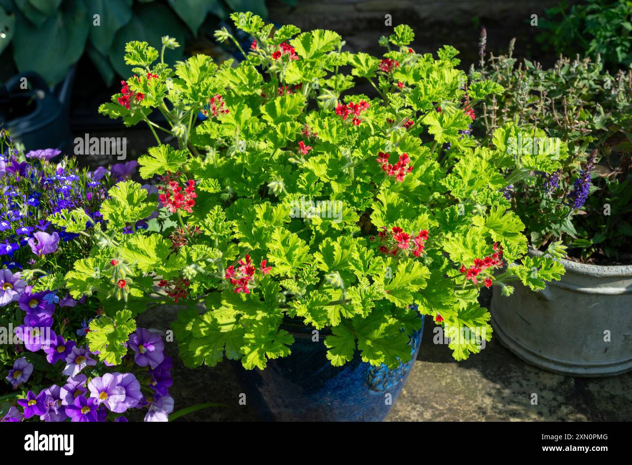 Geranio profumato con piccoli fiori rossi. Una varietà chiamata Pelargonium "pizzo concolor" Foto Stock
