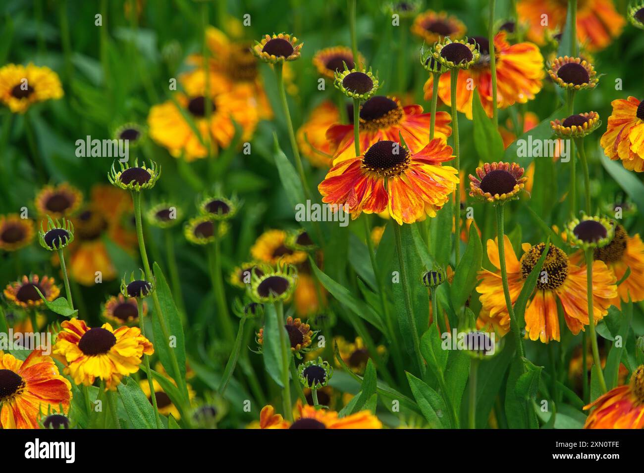 Primo piano di vivaci fiori di Helenium arancioni e gialli in piena fioritura in un lussureggiante giardino verde. Foto Stock
