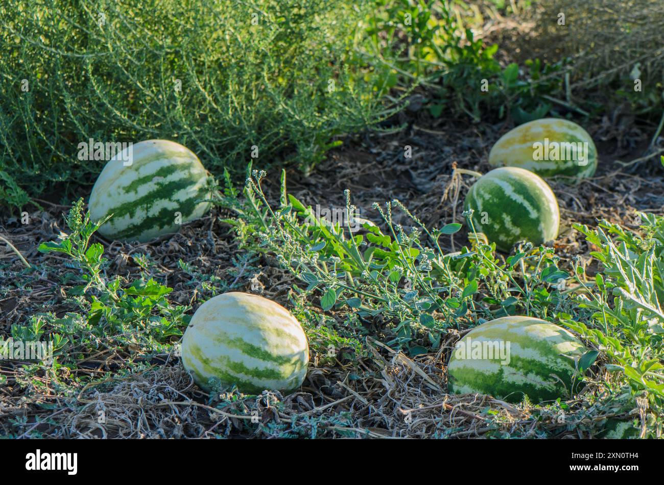 Cocomero che cresce nel giardino. Foto Stock