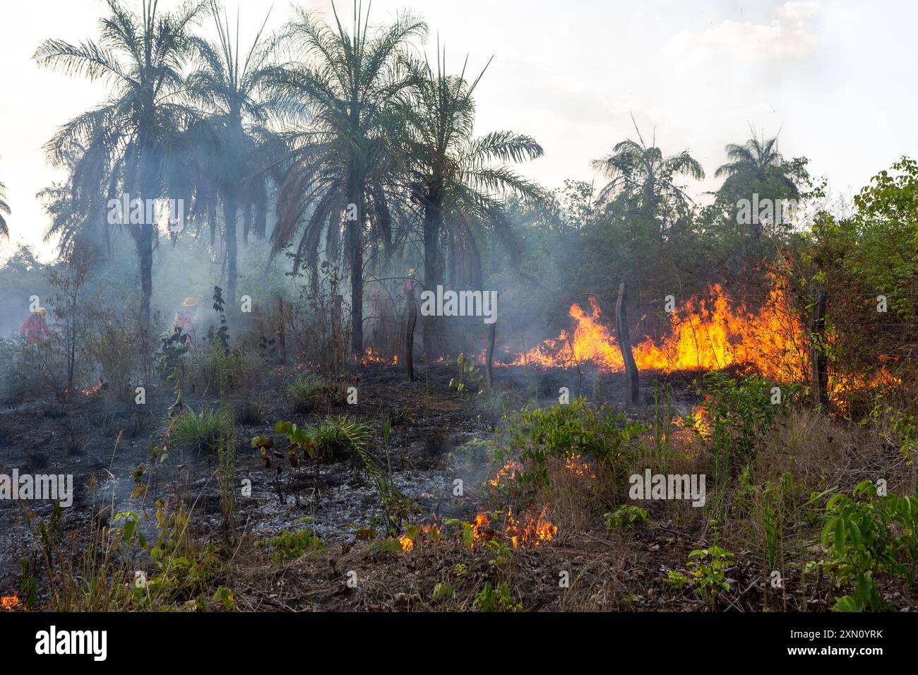 Vista aerea del fuoco della deforestazione illegale della foresta pluviale amazzonica per aprire terreni per bestiame, soia e agricoltura. Ambiente, ecologia, cambiamento climatico. Foto Stock