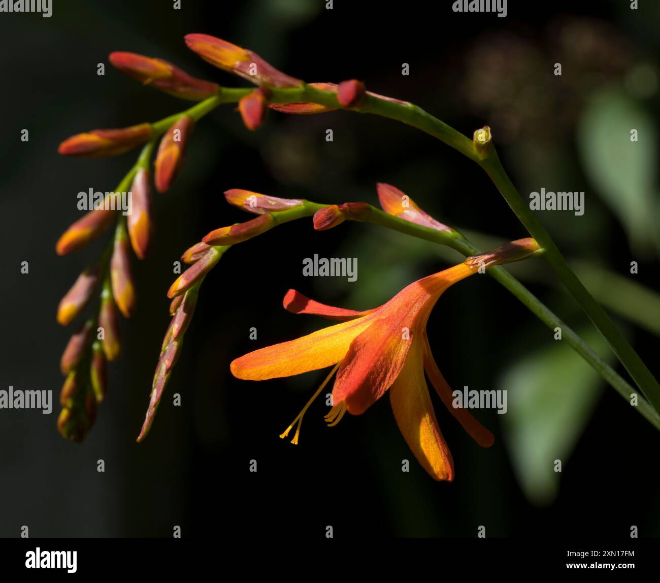 Crocosmia Montbretia Foto Stock