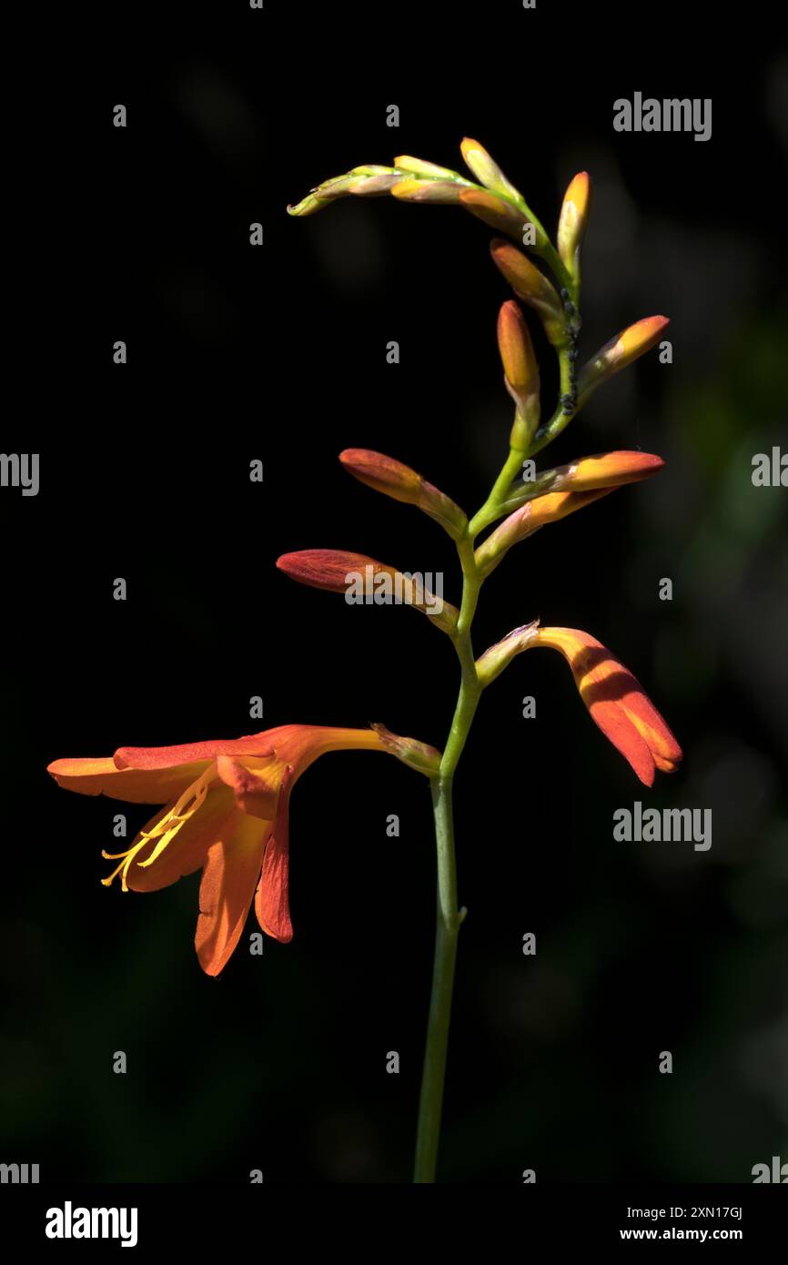 Crocosmia Montbretia Foto Stock
