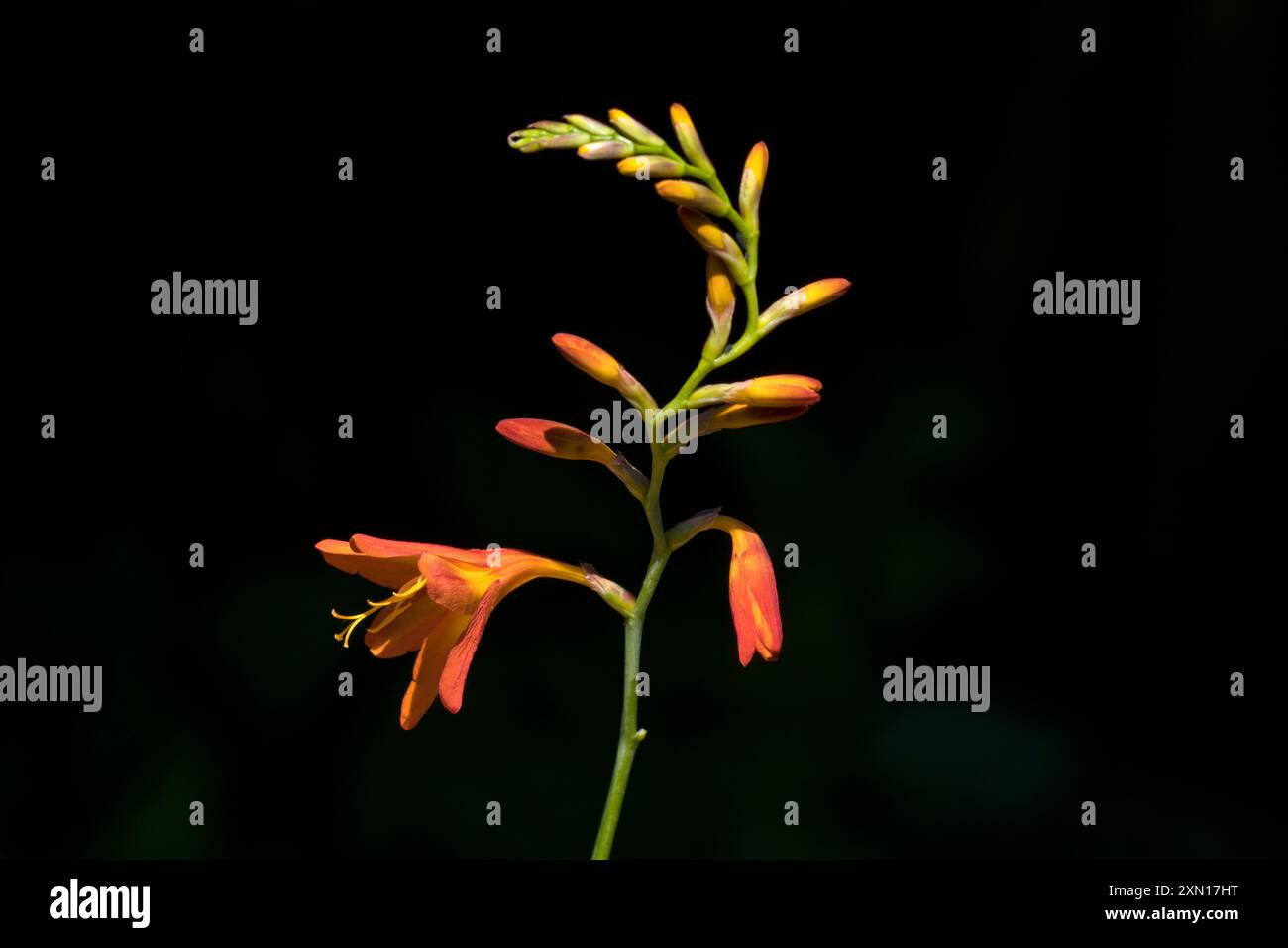 Crocosmia Montbretia Foto Stock