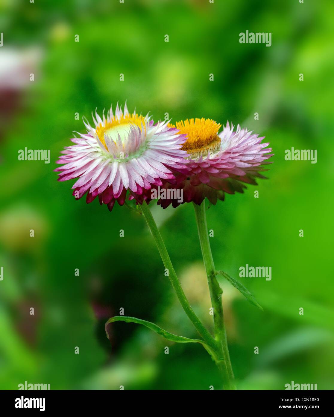 Primo piano di Straw Flower/Golden Everlasting daisy- Xerochrysum bracteatum Foto Stock