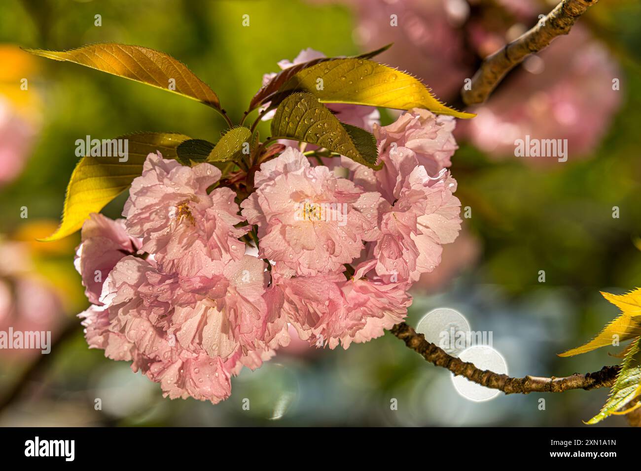 Japanese Cherry Blossoms (Rosaceae) Prunus 'Choshu-Hizakura' New York Botanical Garden Bronx, New York Foto Stock