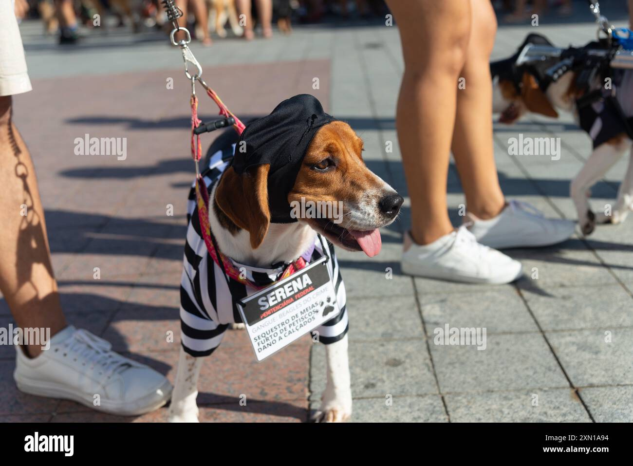 Salvador, Bahia, Brasile - 30 giugno 2024: Cani in costume sono visti a Farol da barra nella città di Salvador, Bahia. Foto Stock