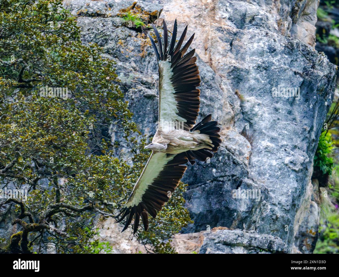 Un grifone dell'Himalaya (Gyps himalayensis) che vola su montagne rocciose. Sichuan, Cina. Foto Stock