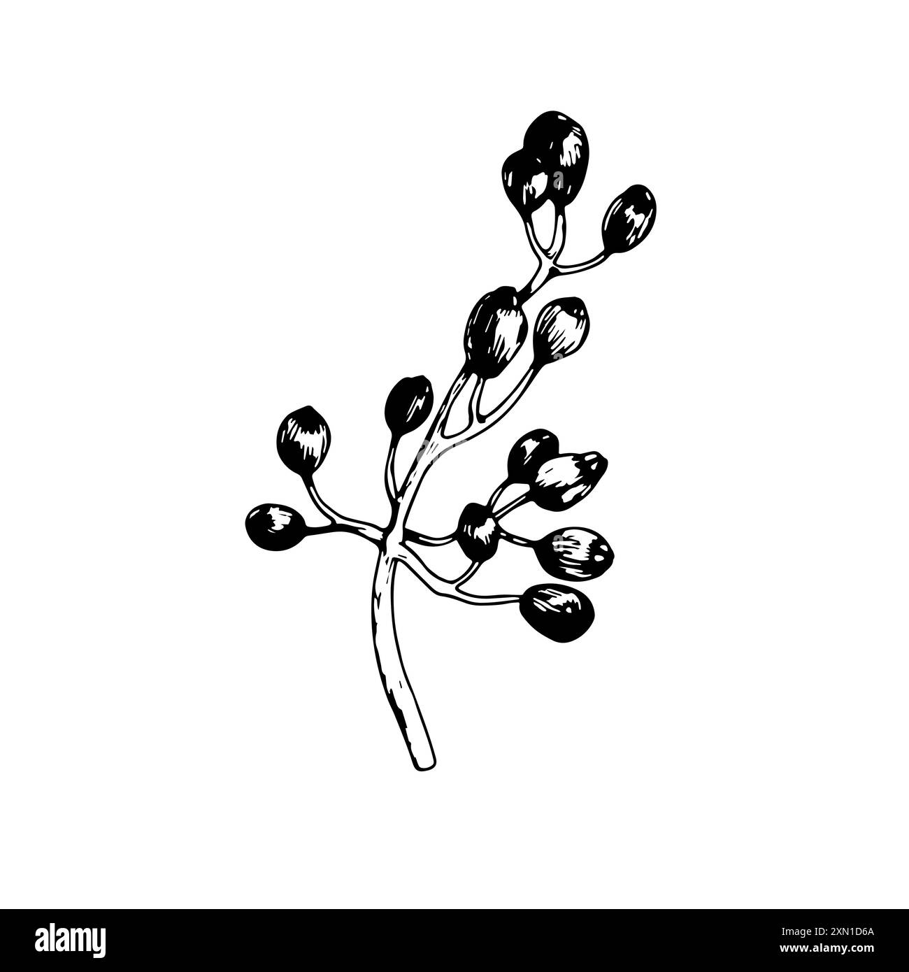 Schizzo di bacche di viburnum. Illustrazione disegnata a mano in bianco e nero vettoriale. Illustrazione Vettoriale