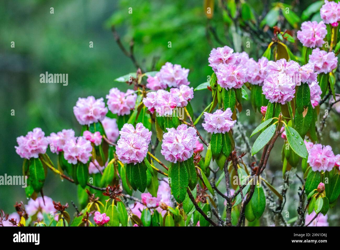 Fiori rododendri rosa in piena fioritura. Sichuan, Cina. Foto Stock