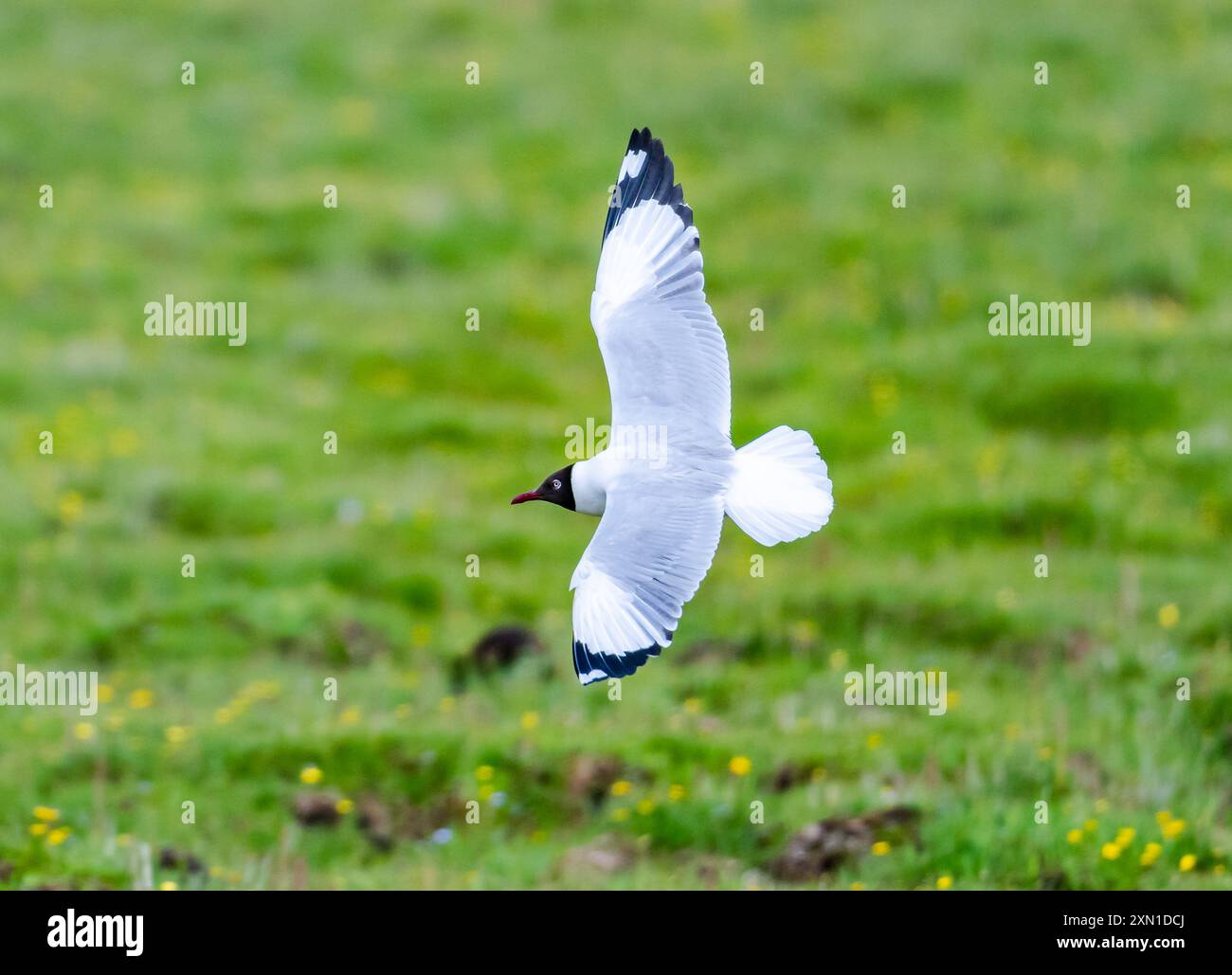 Un gabbiano dalla testa marrone (Chroicocephalus brunnicephalus) che vola sopra le praterie. Sichuan, Cina. Foto Stock
