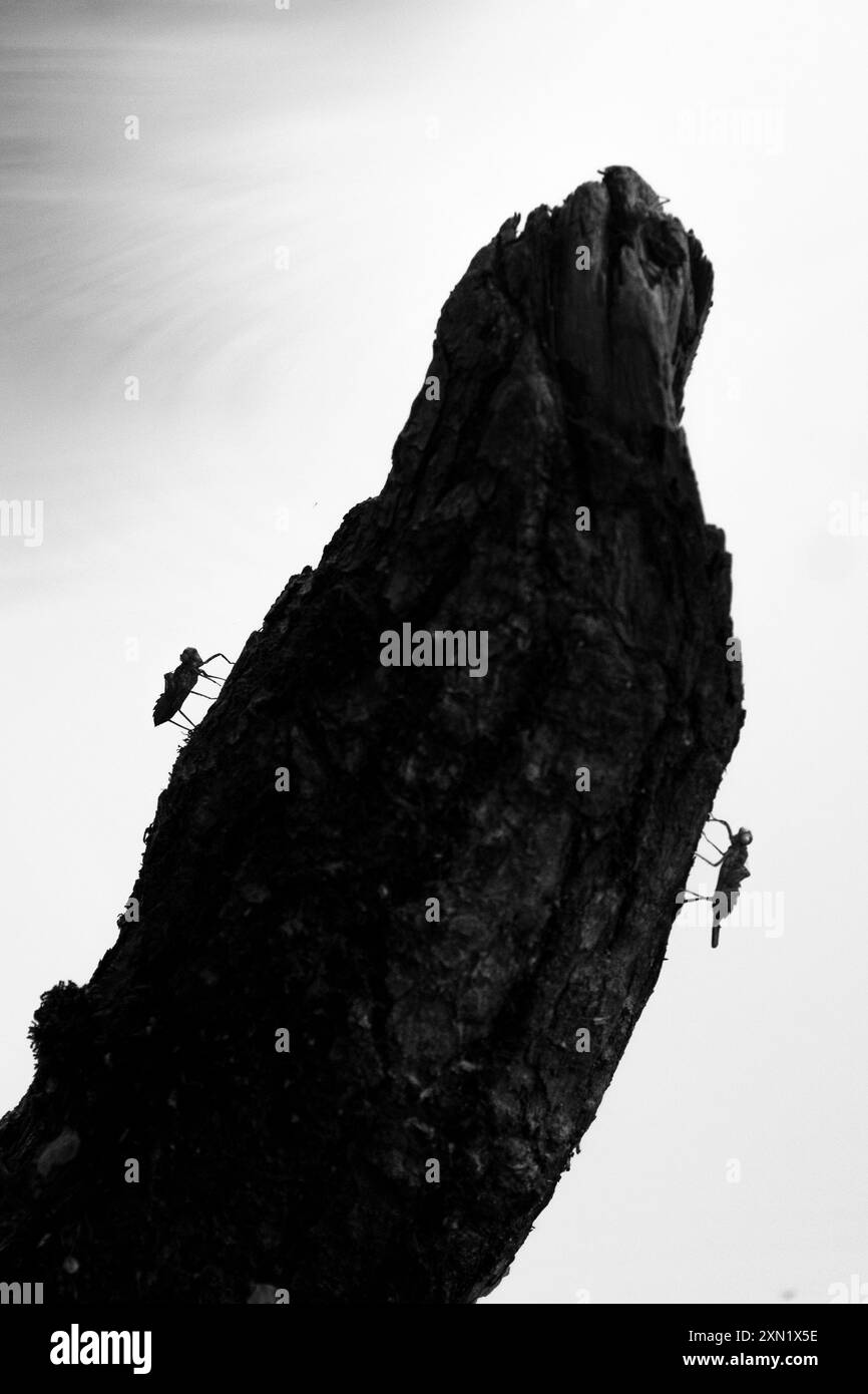 Due insetti strisciano lungo i lati di un ceppo d'albero in estate. L'immagine è una silhouette. Foto Stock