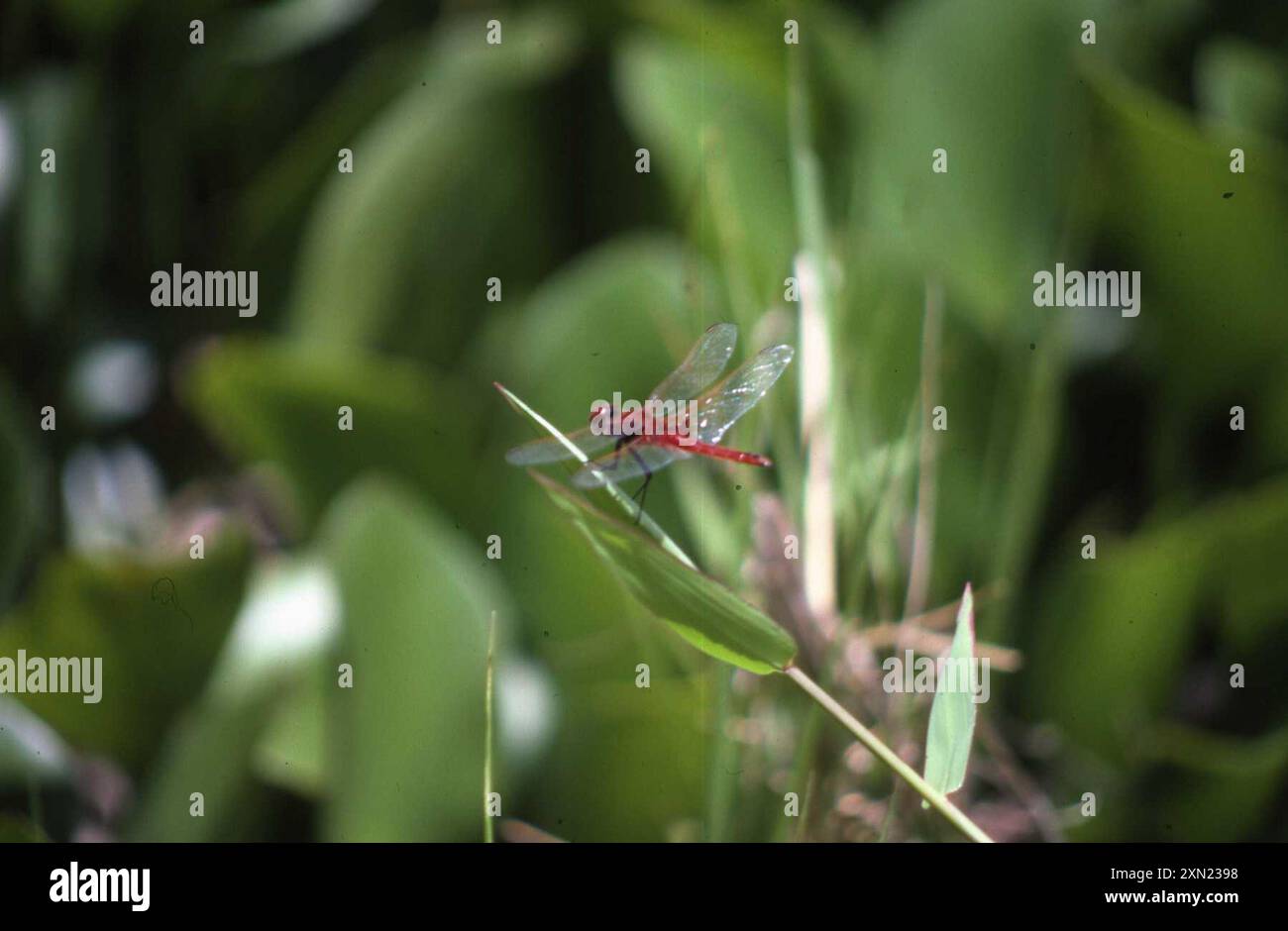 Red Basker (Urothemis assignata) Insecta Foto Stock