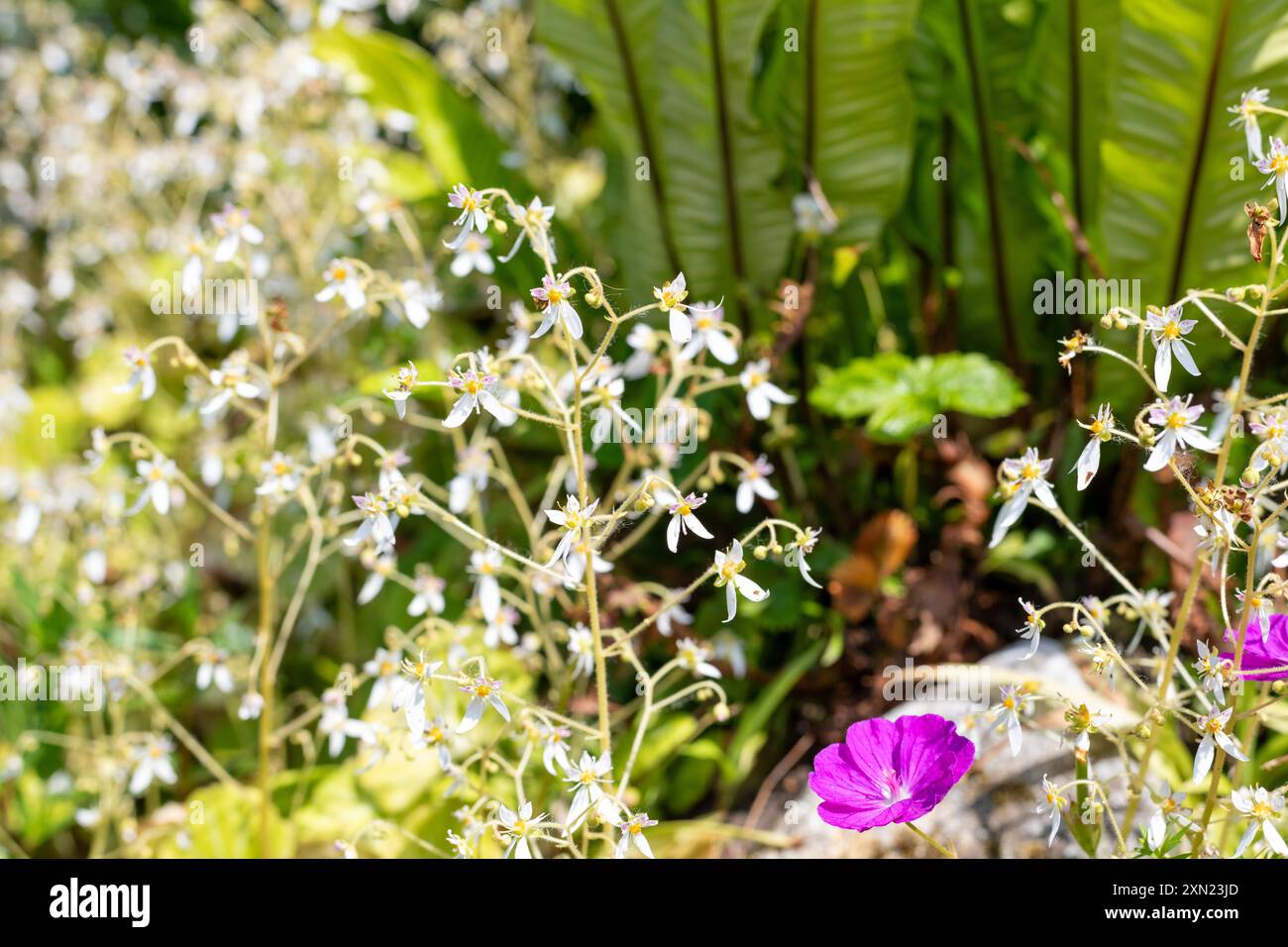 Primo piano del sassifraggio strisciante (saxifraga stolonifera) in fiore Foto Stock