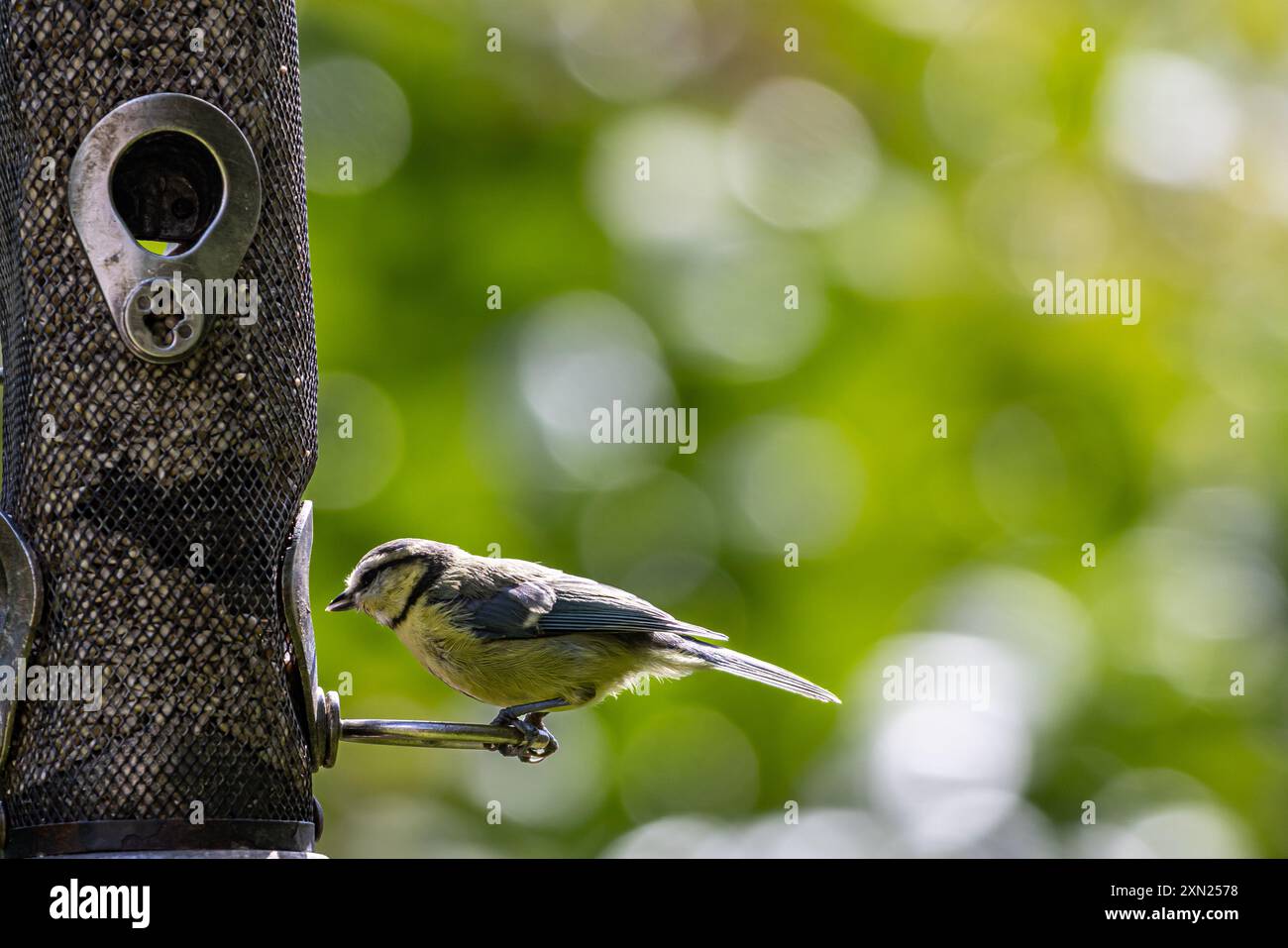 Una tit blu al sole estivo, appollaiata su un alimentatore per uccelli da giardino Foto Stock