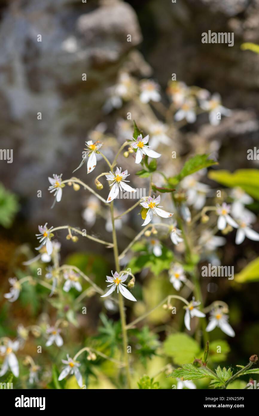 Primo piano del sassifraggio strisciante (saxifraga stolonifera) in fiore Foto Stock