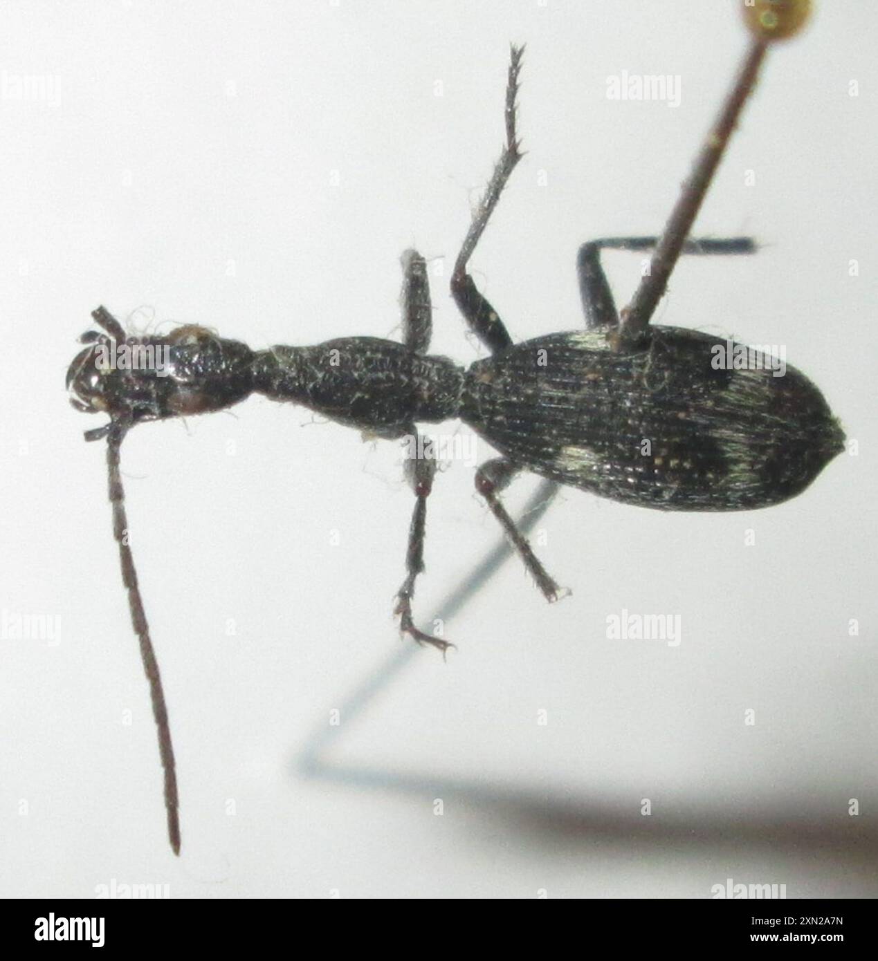 Coleottero da terra Ant-Mimic (Atractonotus mulsanti) Insecta Foto Stock