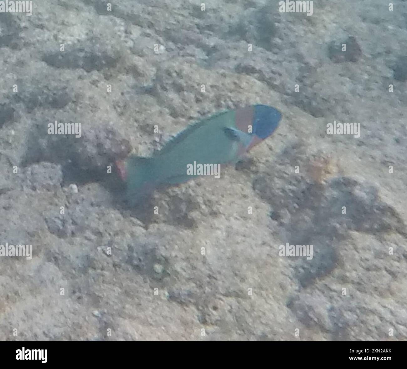 Sella Wrasse (Thalassoma duperrey) Actinopterygii Foto Stock