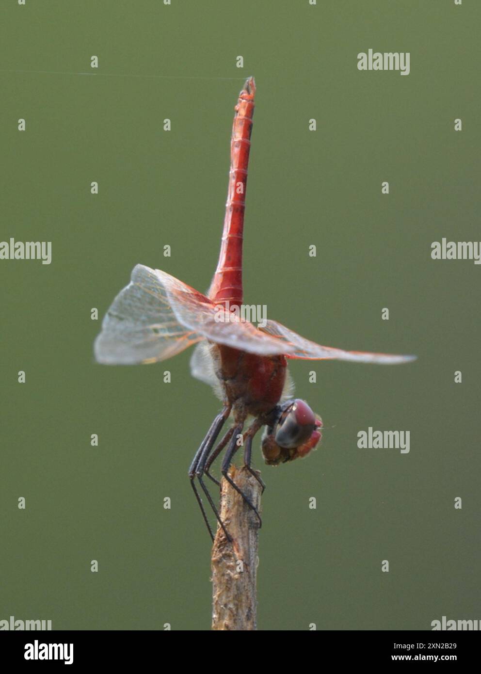 Red Basker (Urothemis assignata) Insecta Foto Stock