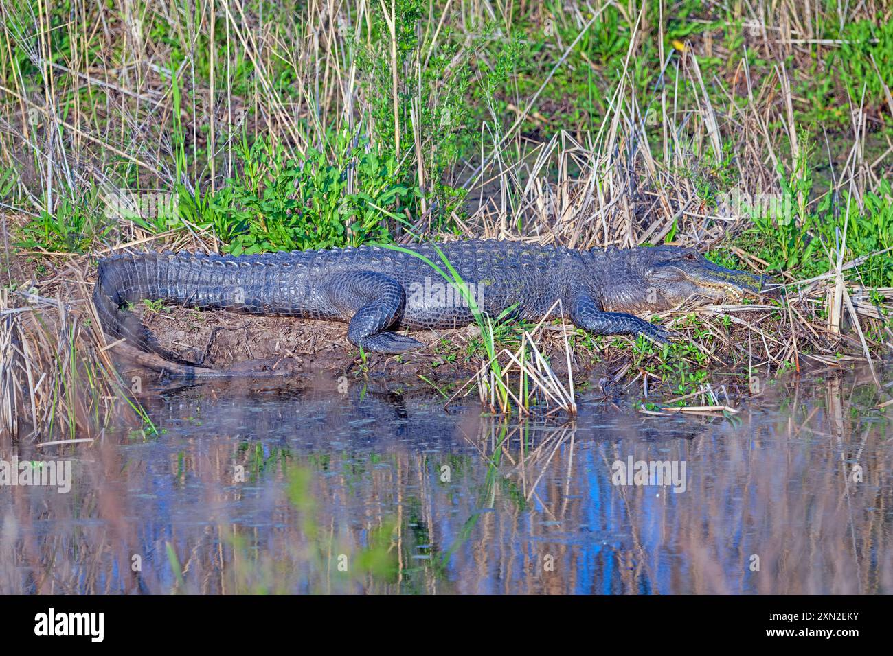 Alligator Sunning su una Wetland Bank nel Cameron Prairie National Wildlife Refuge in Lousiana Foto Stock