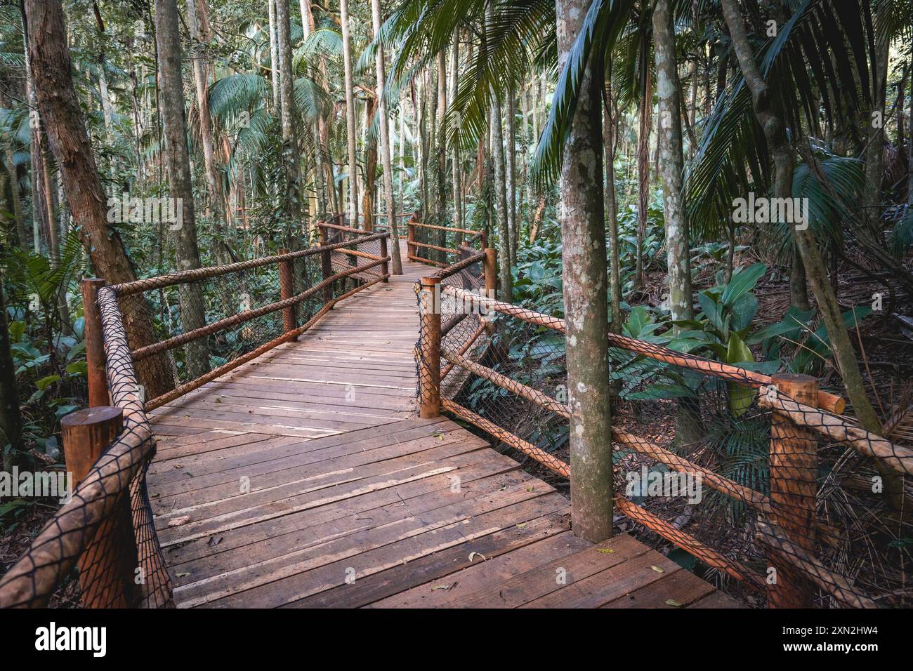 Passerella in legno, un sentiero escursionistico nella foresta tropicale, presso il Giardino Botanico di São Paolo, Brasile. Foto Stock