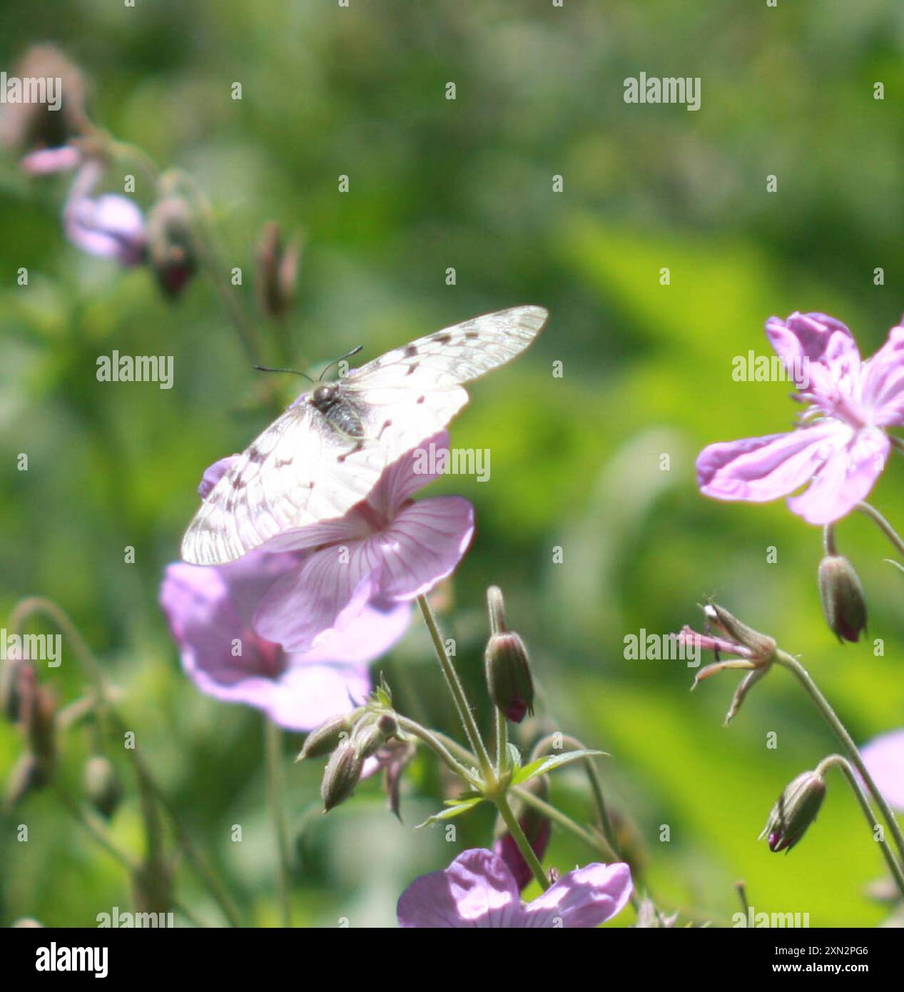 Clodio Parnassiano (Parnassius clodius) Insecta Foto Stock