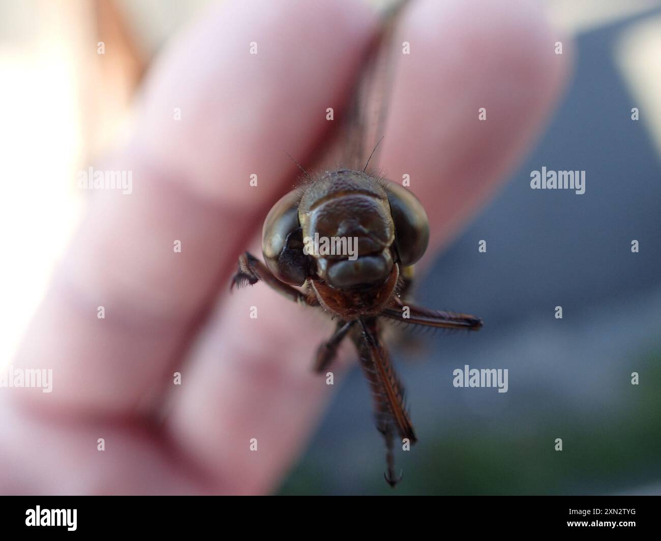 Shadow Darner (Aeshna umbrosa) Insecta Foto Stock