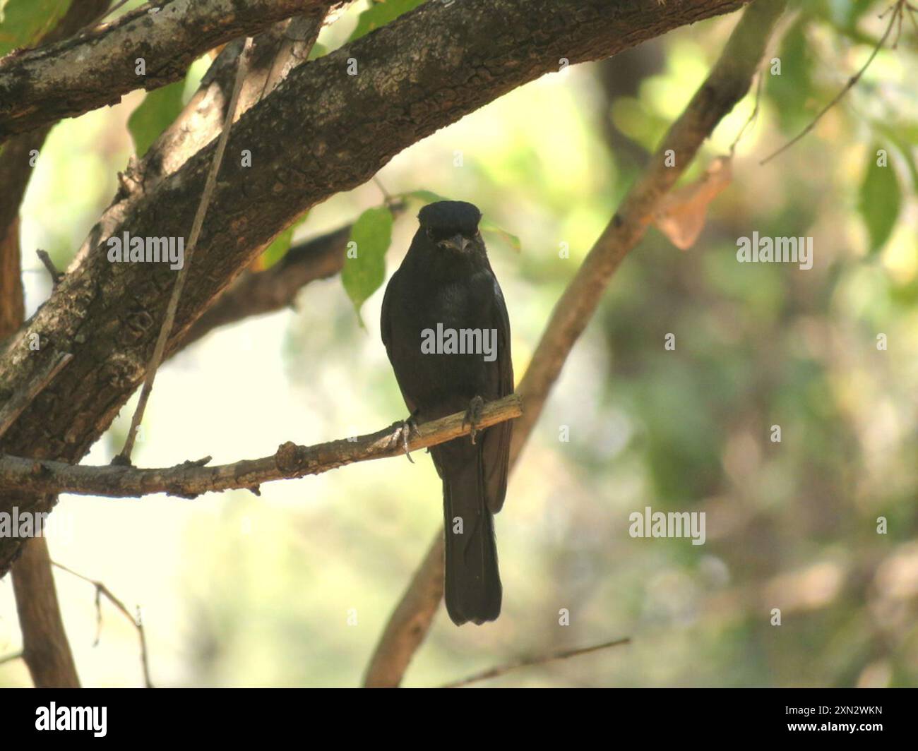 Southern Black-Flycatcher (Melaenornis pammelaina) Aves Foto Stock