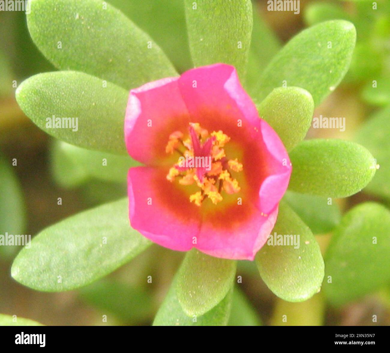 Paraguay Purslane (Portulaca amilis) Plantae Foto Stock