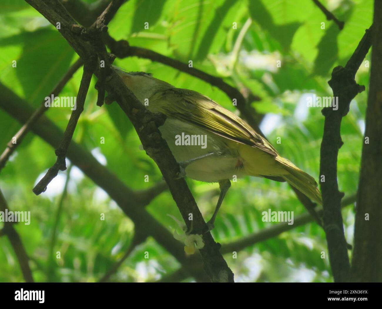 Migratorio occidentale Chivi Vireo (Vireo chivi chivi) Aves Foto Stock