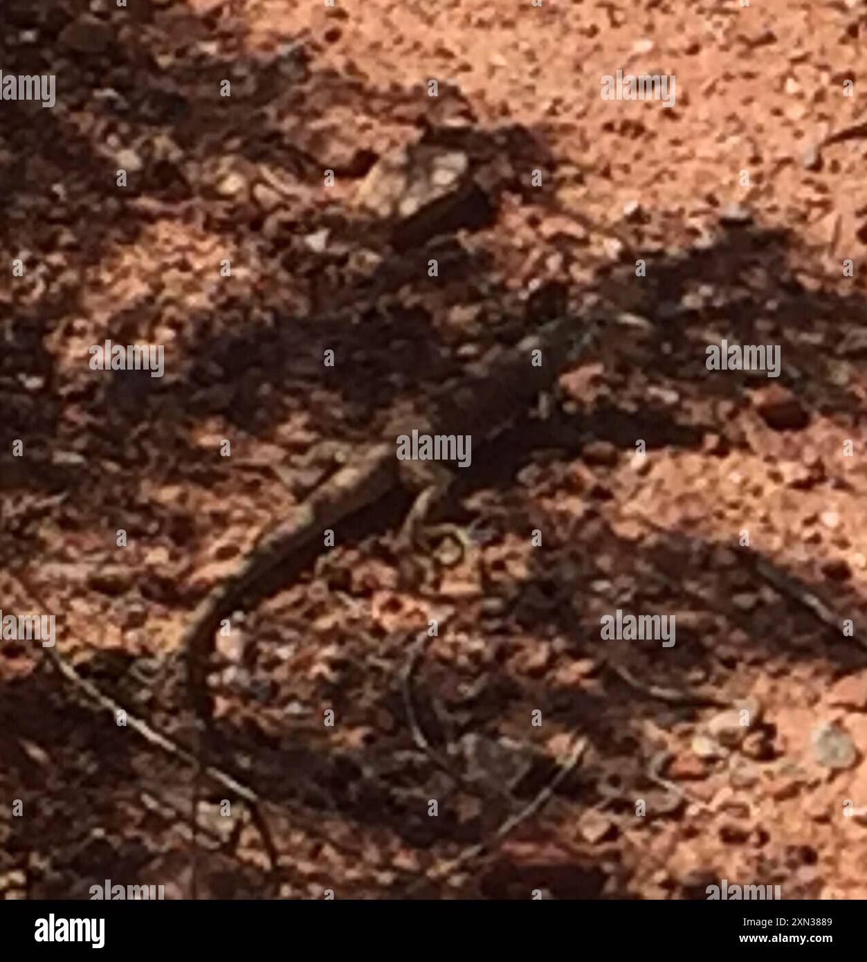 Coda di frusta occidentale (Aspidoscelis tigris) Reptilia Foto Stock