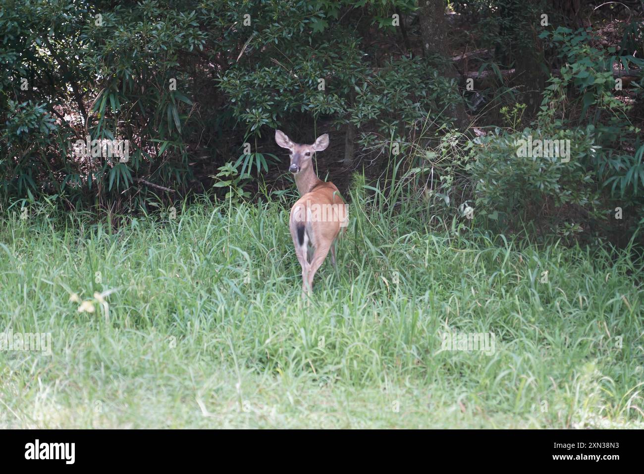 cervi, foresta, fauna selvatica, natura, vegetazione lussureggiante, habitat naturale, animale, tranquillo, pacifico, sereno, natura selvaggia, boschi, erba verde, cespugli, alberi, Foto Stock