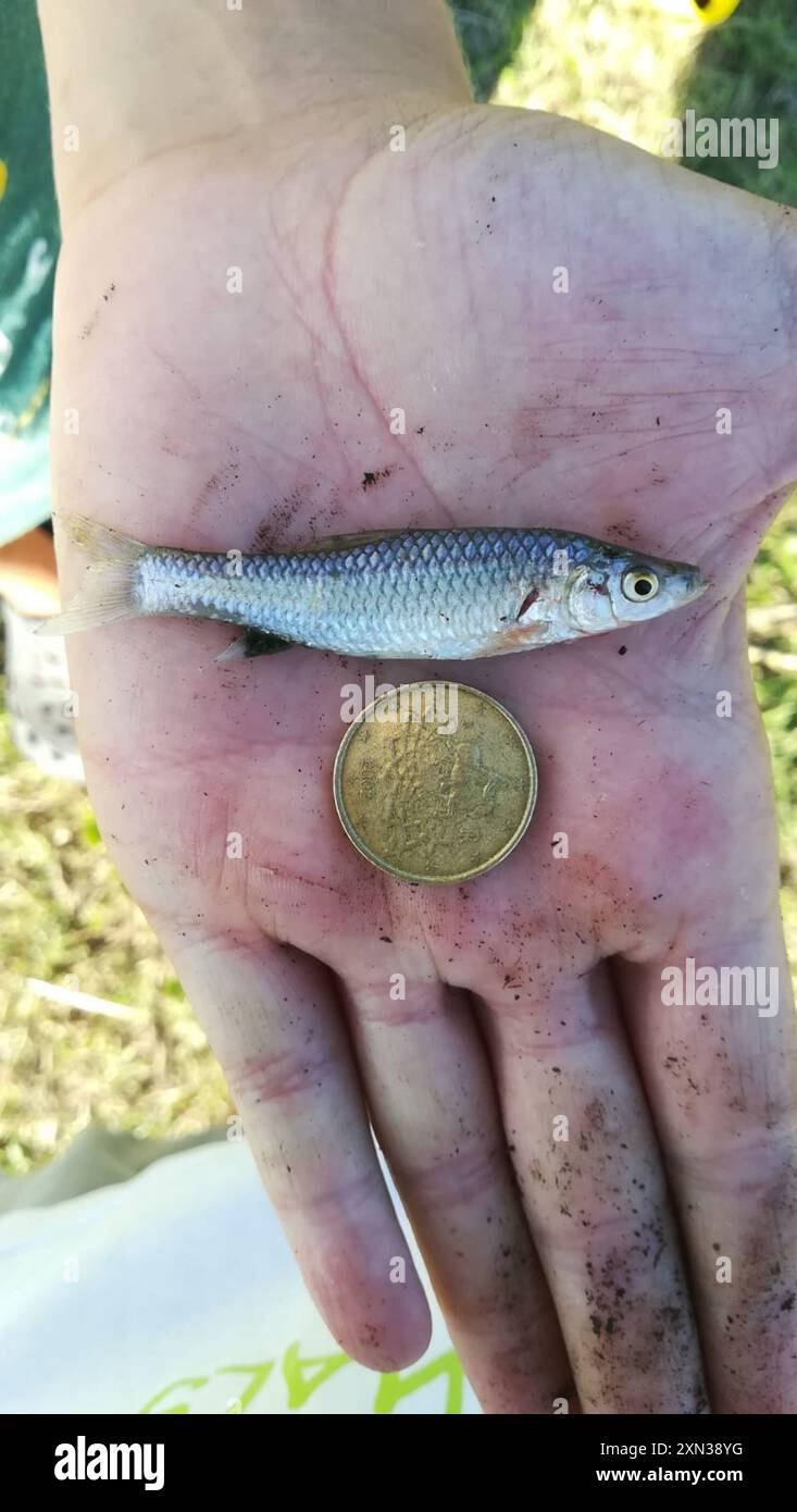 Gudgeon Topmouth (Pseudorasbora parva) Actinopterygii Foto Stock