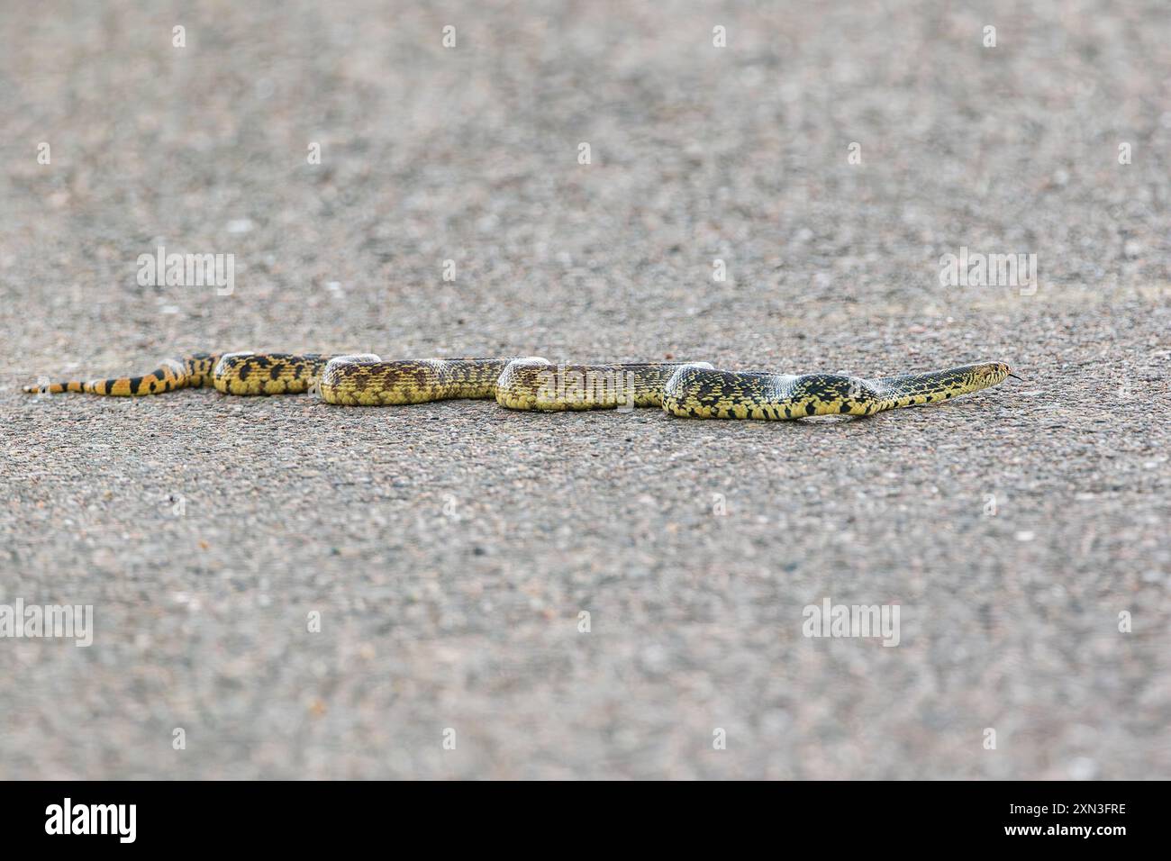 Un serpente, visto in tutta la sua forma corporea, scivola su una strada asfaltata al Rocky Mountain Arsenal Wildlife Refuge in Colorado. Foto Stock