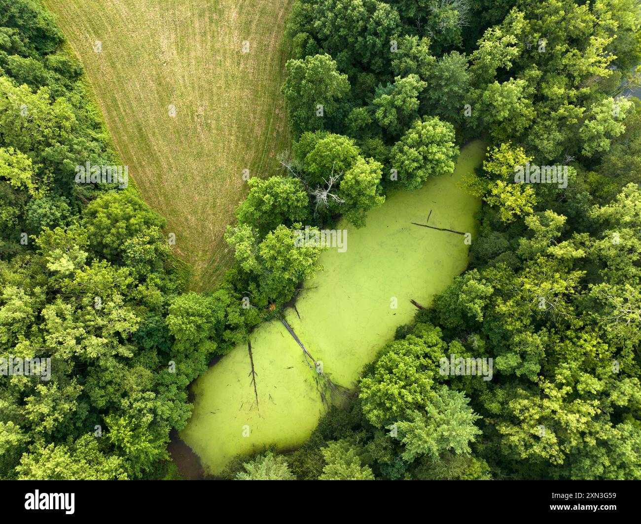 L'erba anatra soffoca un piccolo stagno nel Midwest americano Foto Stock