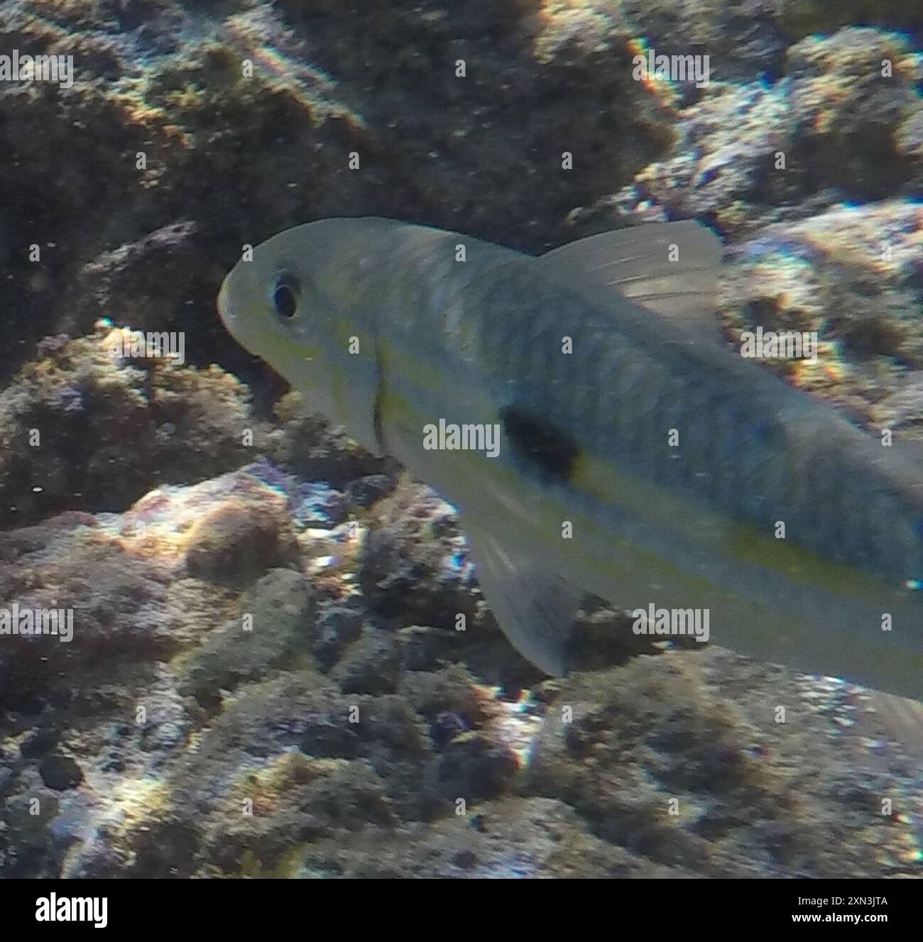 Pesce di capra (Mulloidichthys flavolineatus) Actinopterygii Foto Stock