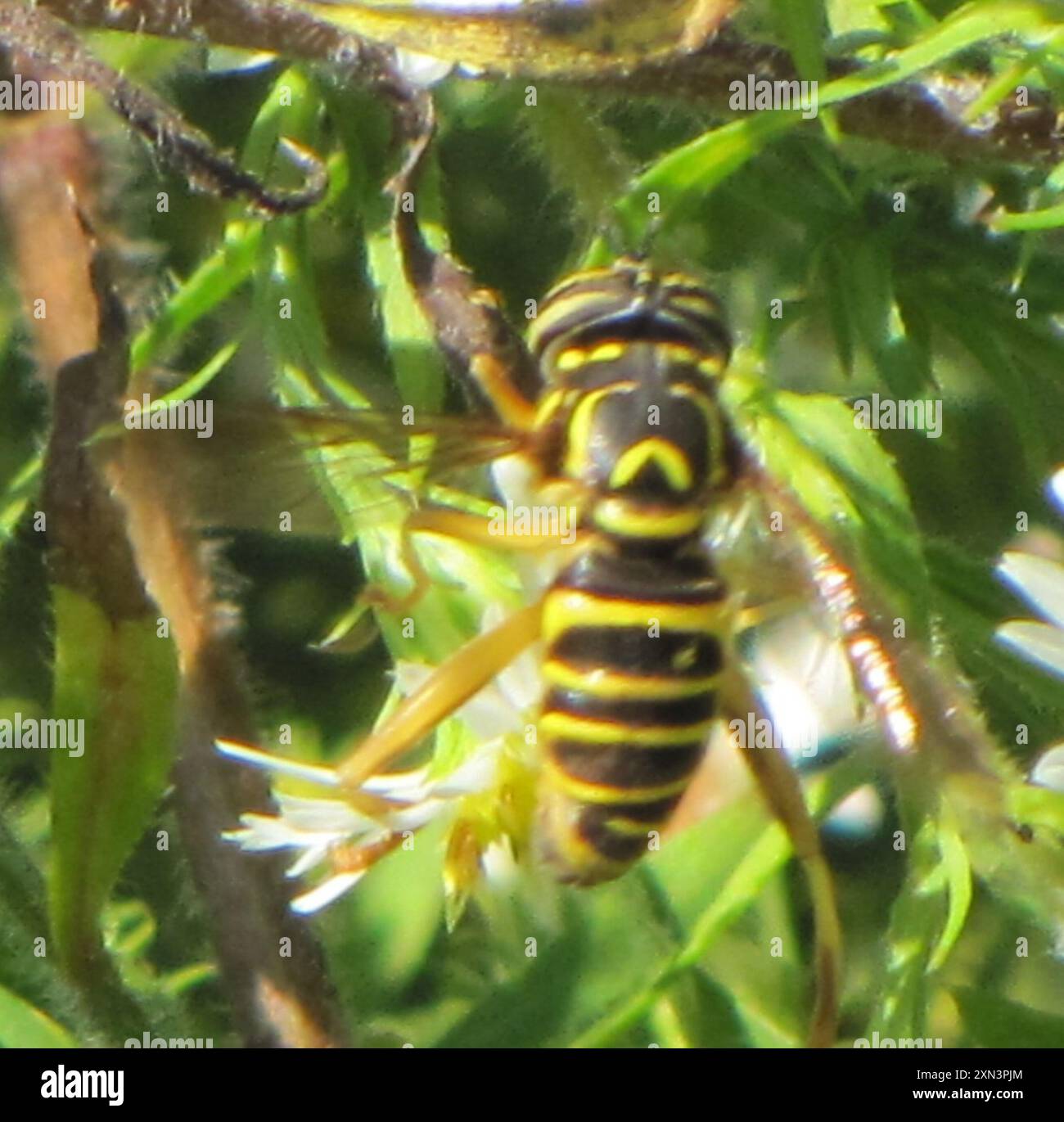 Eastern Hornet Fly (Spilomyia longicornis) Insecta Foto Stock