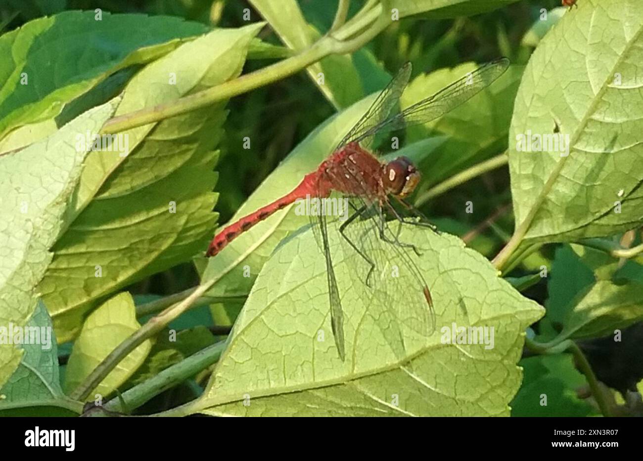 Ruby Meadowhawk (Sympetrum rubicundulum) Insecta Foto Stock