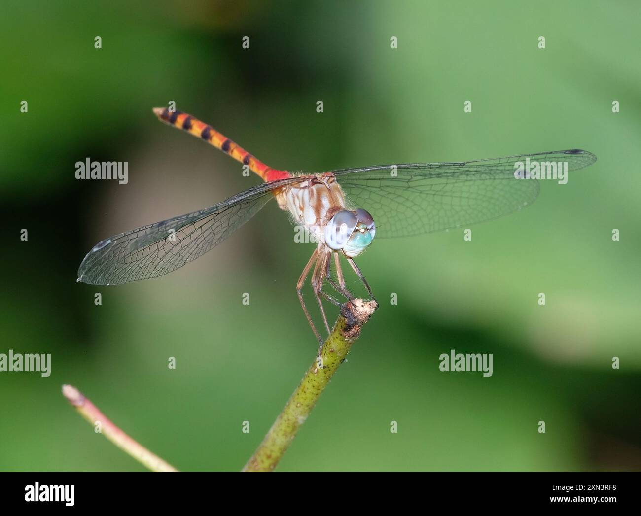 Meadowhawk (Sympetrum ambiguum) Insecta dalla faccia blu Foto Stock