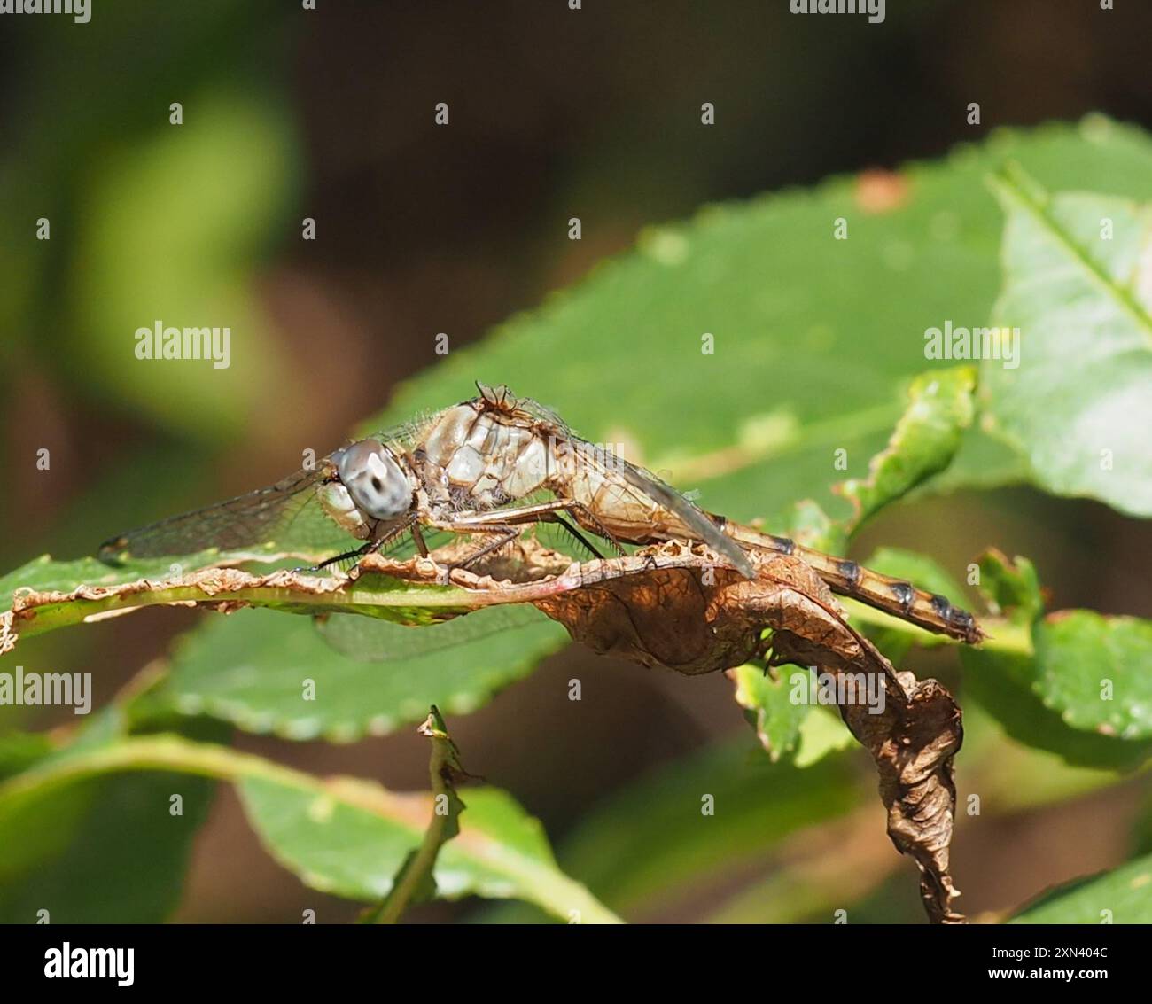 Meadowhawk (Sympetrum ambiguum) Insecta dalla faccia blu Foto Stock