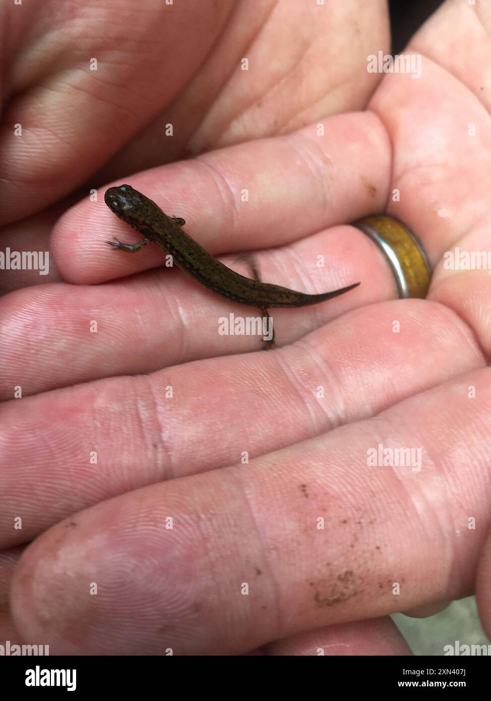 Salamandra meridionale a due linee (Eurycea cirrigera) Amphibia Foto Stock