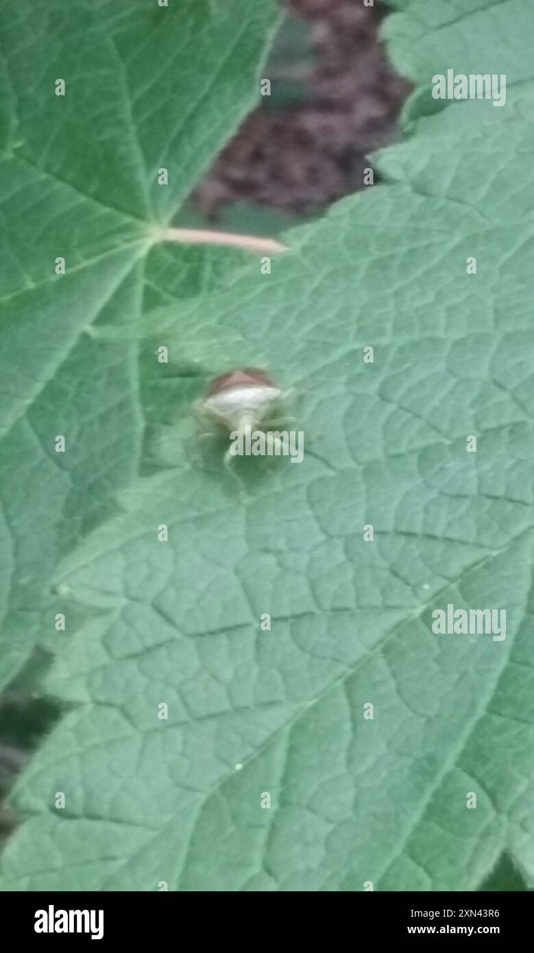 Insetto con protezione a croce rossa (Elasmostethus cruciatus) Insecta Foto Stock