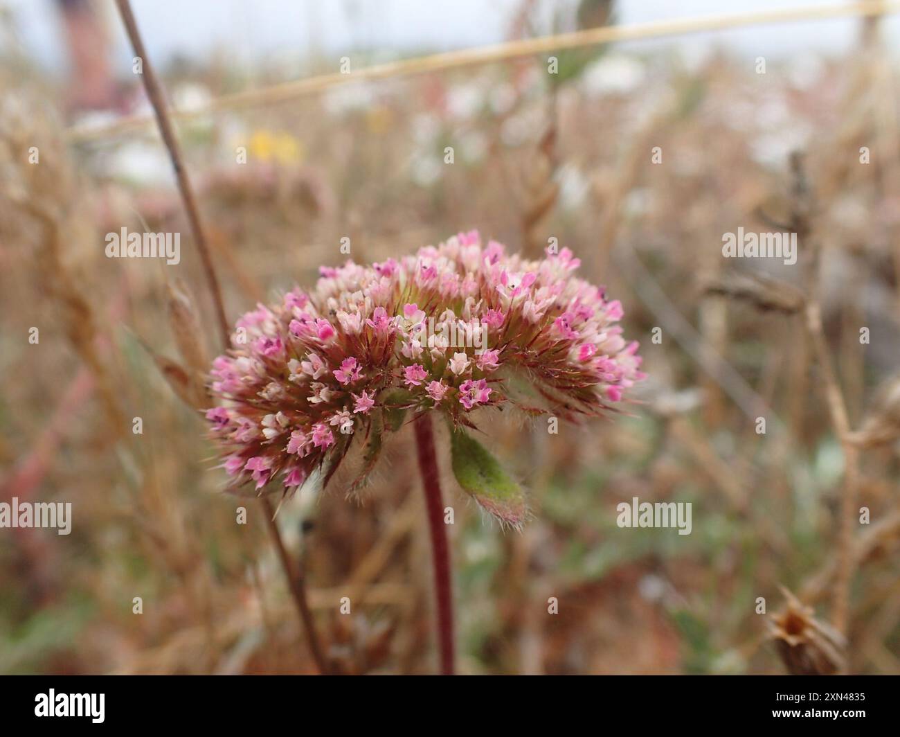 sonoma Spineflower (Chorizanthe valida) Plantae Foto Stock