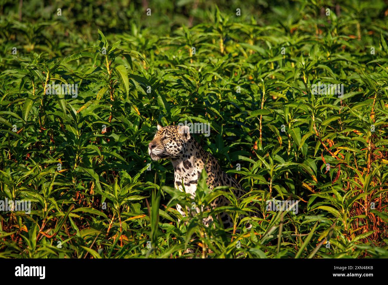 Jaguar, il più grande gatto sudamericano, incontro di Waters Park, il posto migliore per guardare quei gatti al mondo, Pantanal del Mato grosso, Brasile Foto Stock