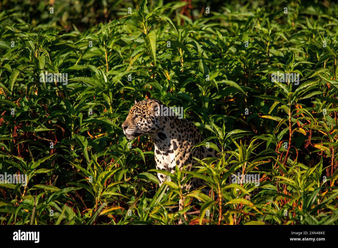 Jaguar, il più grande gatto sudamericano, incontro di Waters Park, il posto migliore per guardare quei gatti al mondo, Pantanal del Mato grosso, Brasile Foto Stock