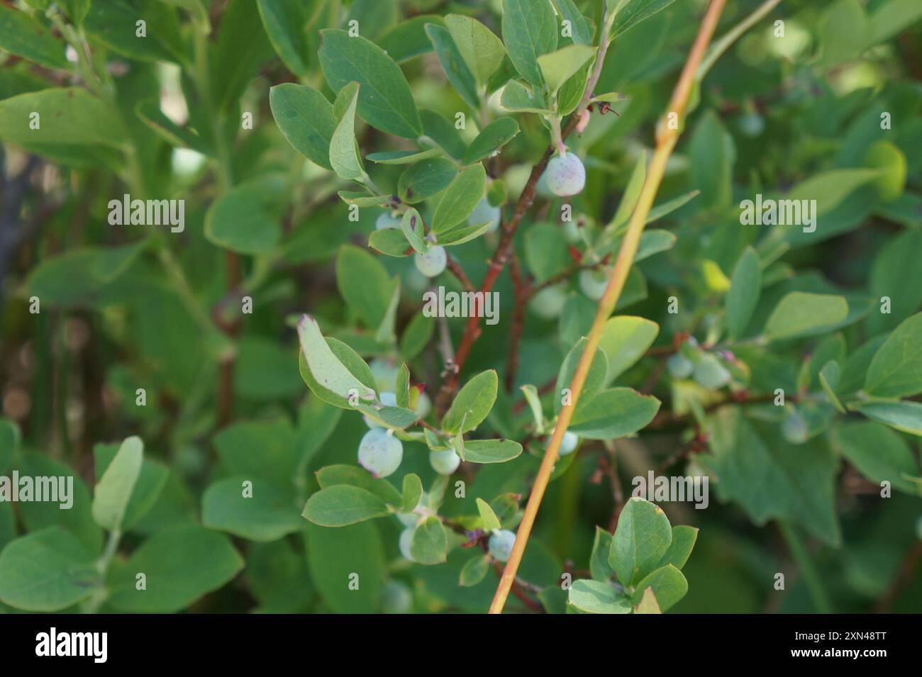 Plantae di mirtillo a foglia ovale (Vaccinium ovalifolium) Foto Stock