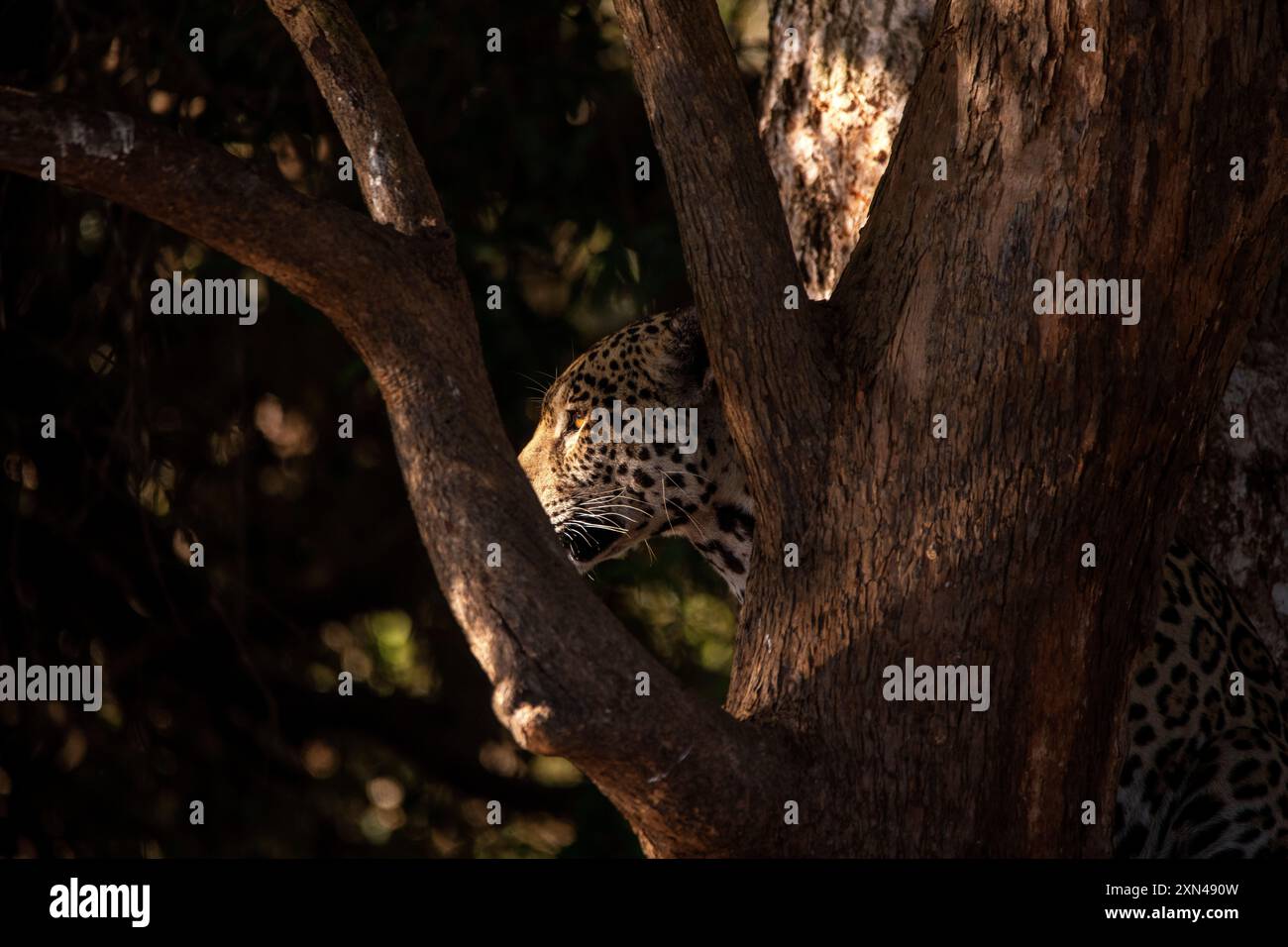 Jaguar, il più grande gatto sudamericano, incontro di Waters Park, il posto migliore per guardare quei gatti al mondo, Pantanal del Mato grosso, Brasile Foto Stock