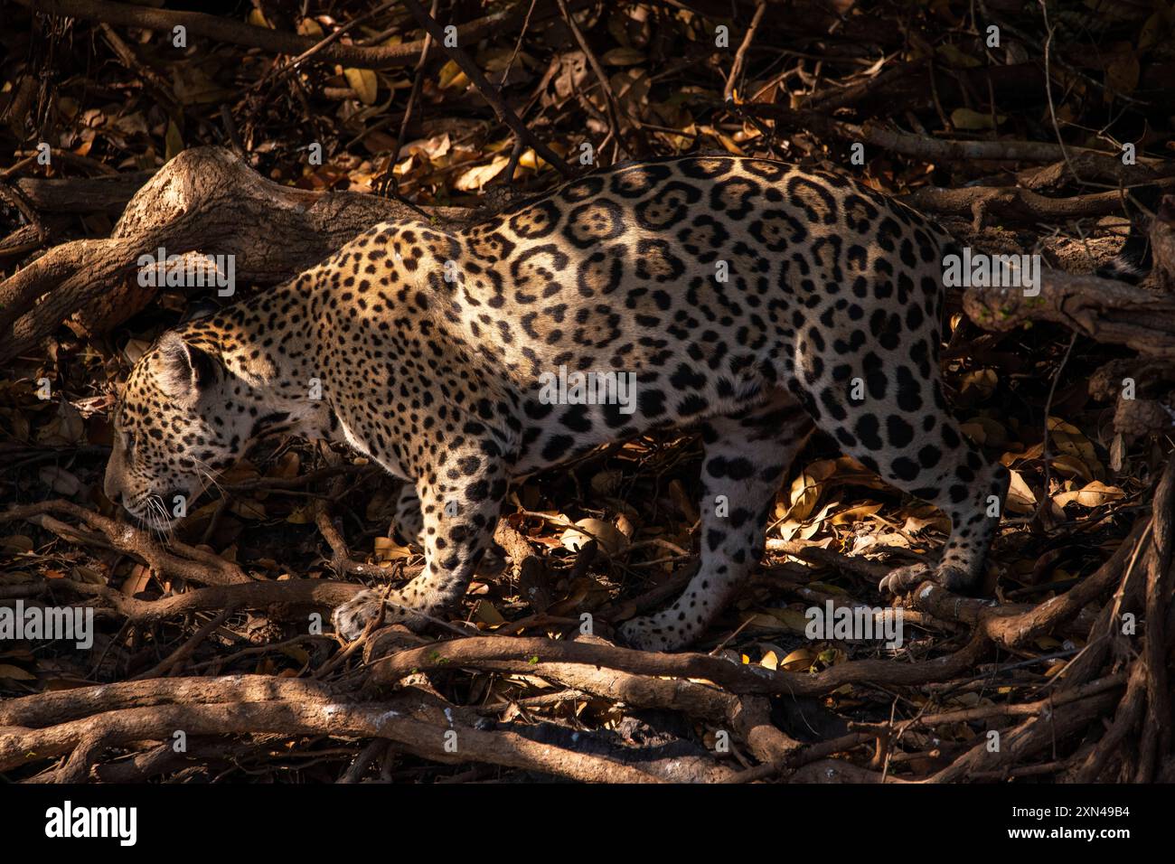 Jaguar, il più grande gatto sudamericano, incontro di Waters Park, il posto migliore per guardare quei gatti al mondo, Pantanal del Mato grosso, Brasile Foto Stock