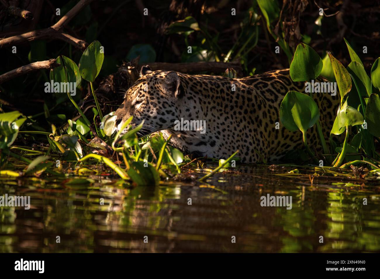 Jaguar, il più grande gatto sudamericano, incontro di Waters Park, il posto migliore per guardare quei gatti al mondo, Pantanal del Mato grosso, Brasile Foto Stock